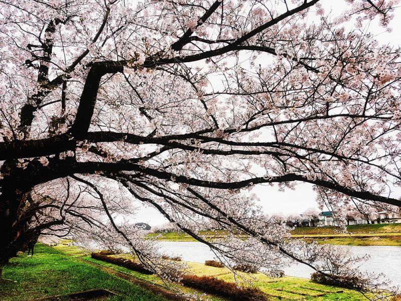 hoa anh đào ở bờ sông Hinokikai